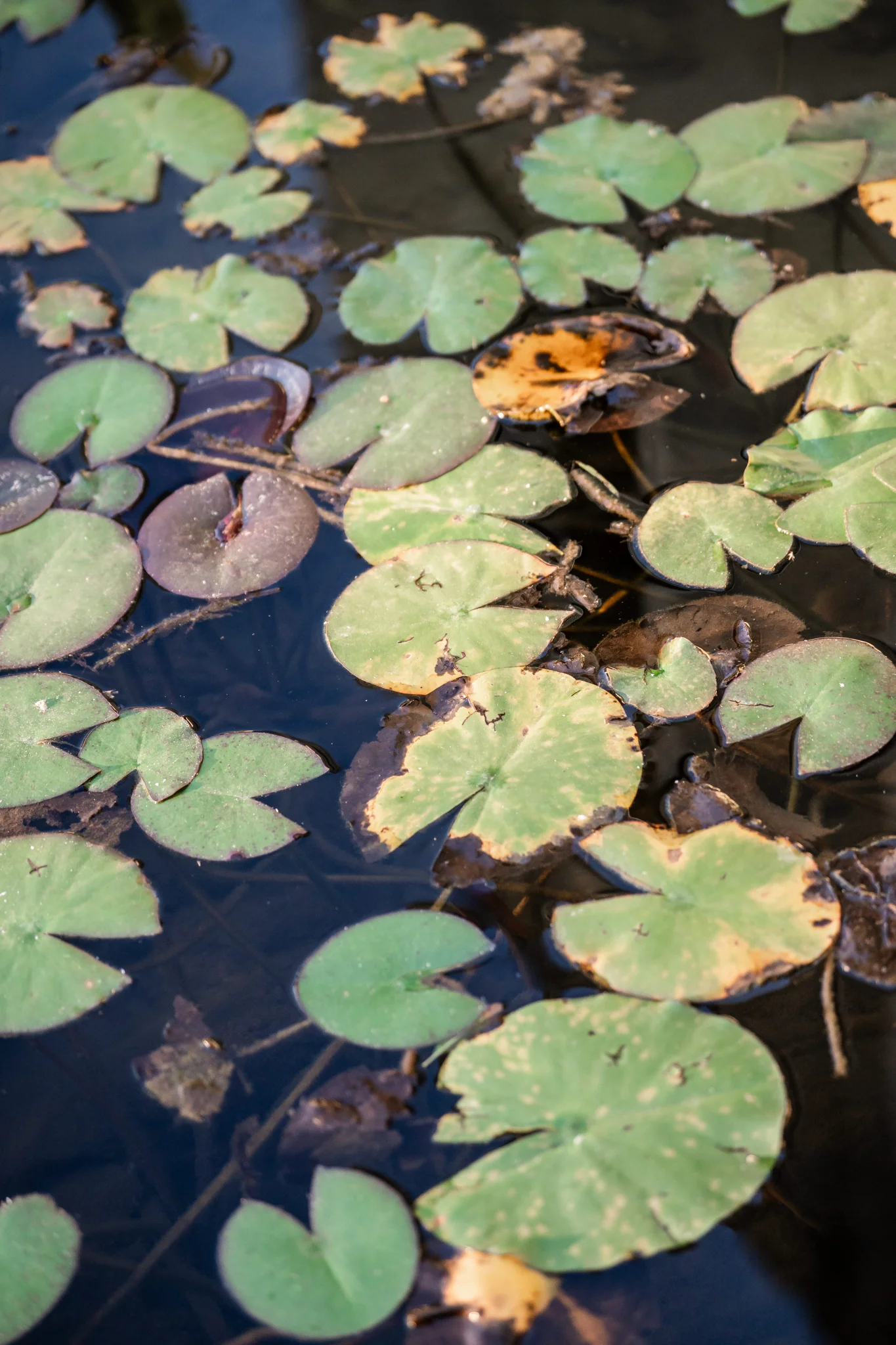 Le foglie sull’acqua nel giardino